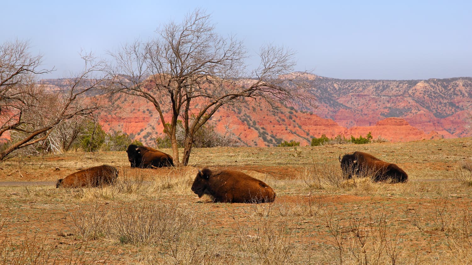 Bisons der Texas State Bison Herd ruhen vor roten Canyonwänden im Caprock Canyons State Park