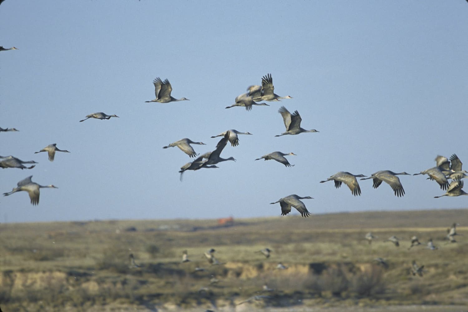A flock of sandhill cranes flying low over the prairie at Muleshoe National Wildlife Refuge