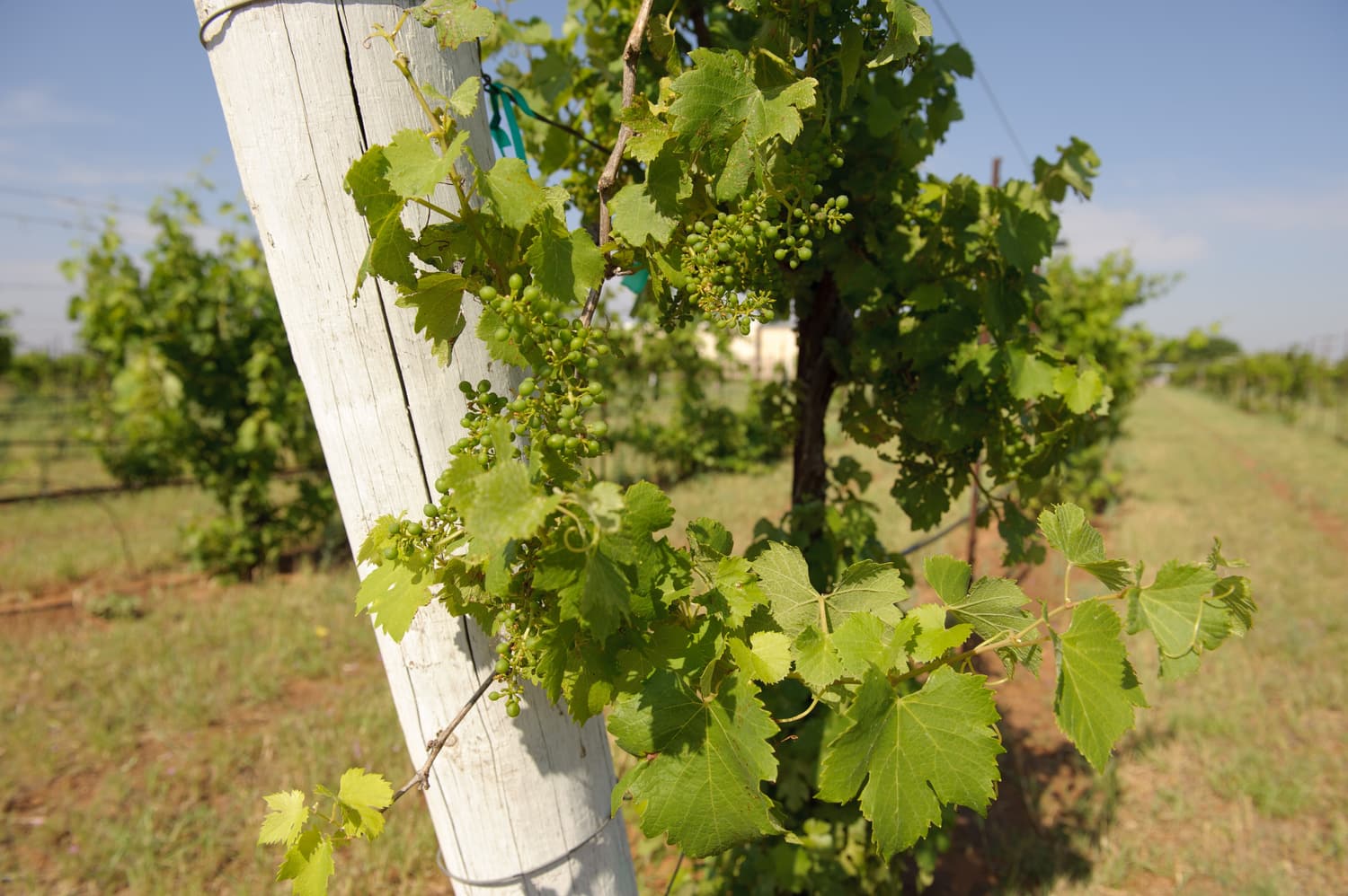 Junge Reben in einem Weinberg der Llano Estacado Winery bei Lubbock