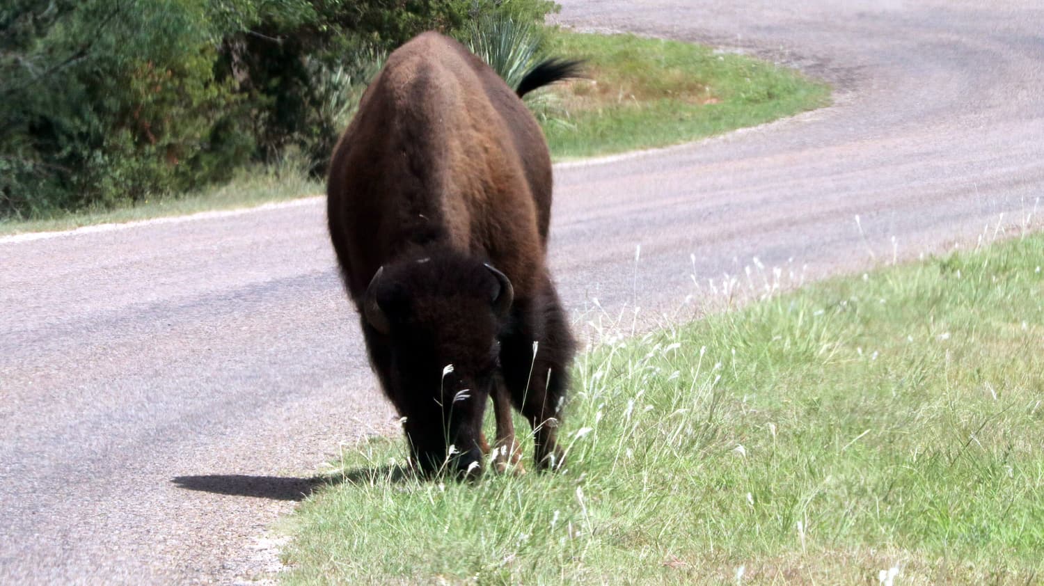A bison beside the road in the red-rock country of Caprock Canyons State Park