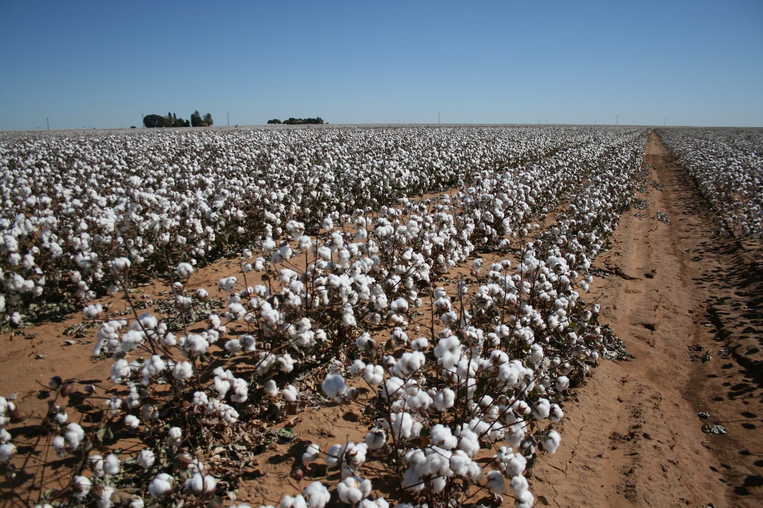 Erntereife Baumwolle auf einem Feld bei Lubbock in den South Plains von Texas